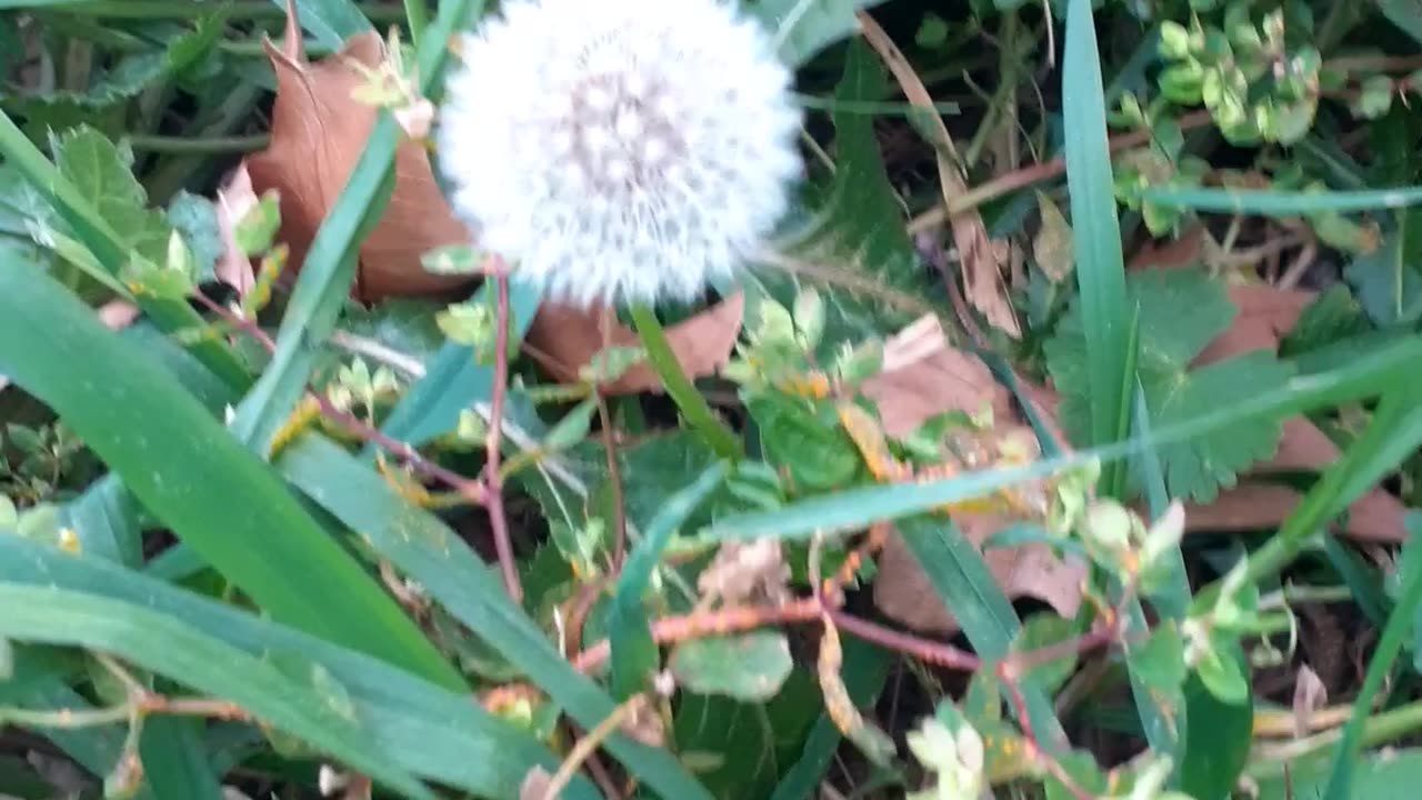 Nature is pure