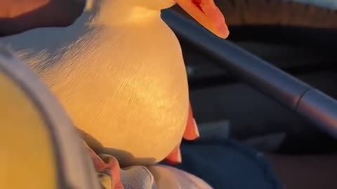 Have you seen a yawning duck