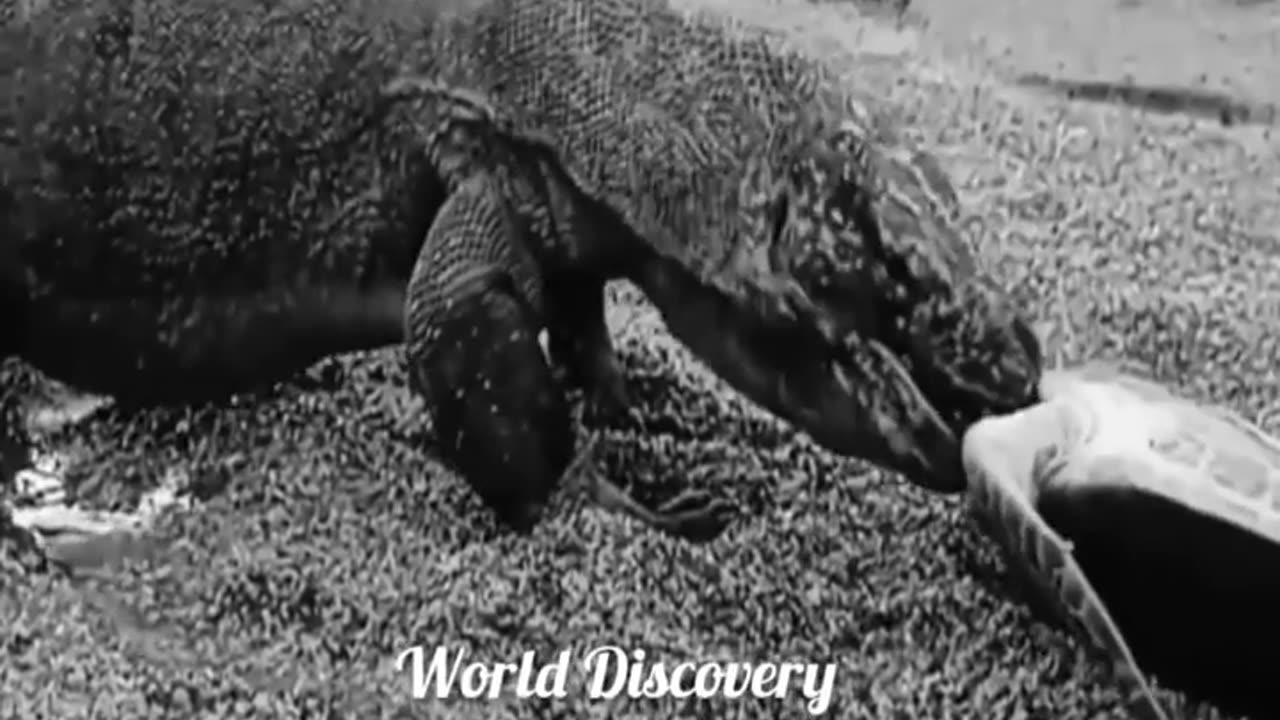 Komoda dragon feeding on turtle 🐢