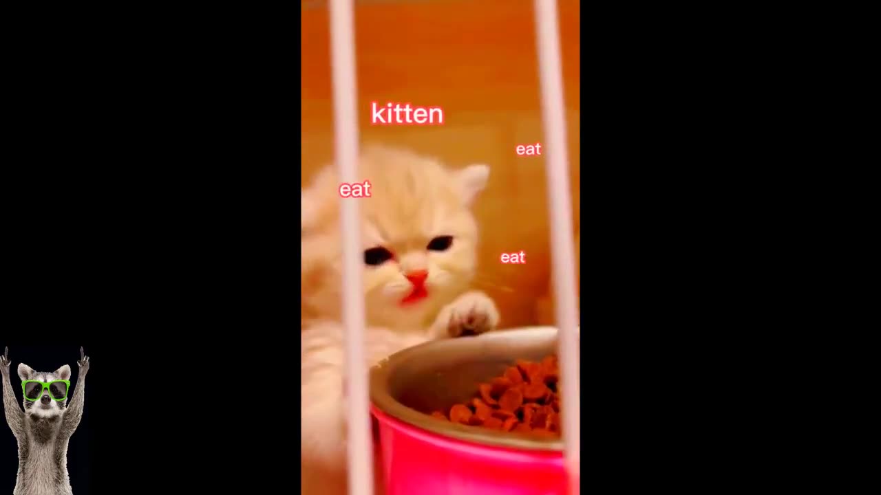 New Funny Animals Video | Funniest Cats and Dogs Videos | New Funny Video Of Cat And Dogs