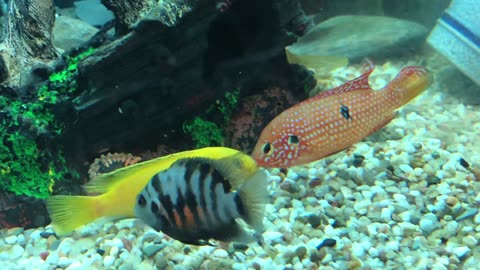 African cichlids