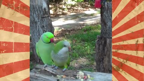 Funny Parrots Videos Compilation cute moment of the animals - Cutest Parrots#