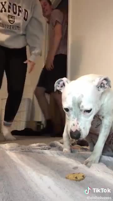 Most commedy video viewed funny videos