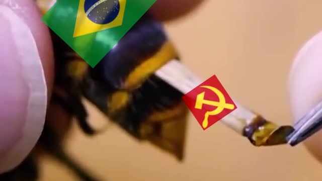 Parasite being removed