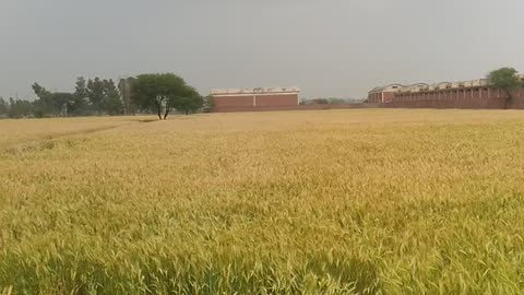 Village and Rainy view