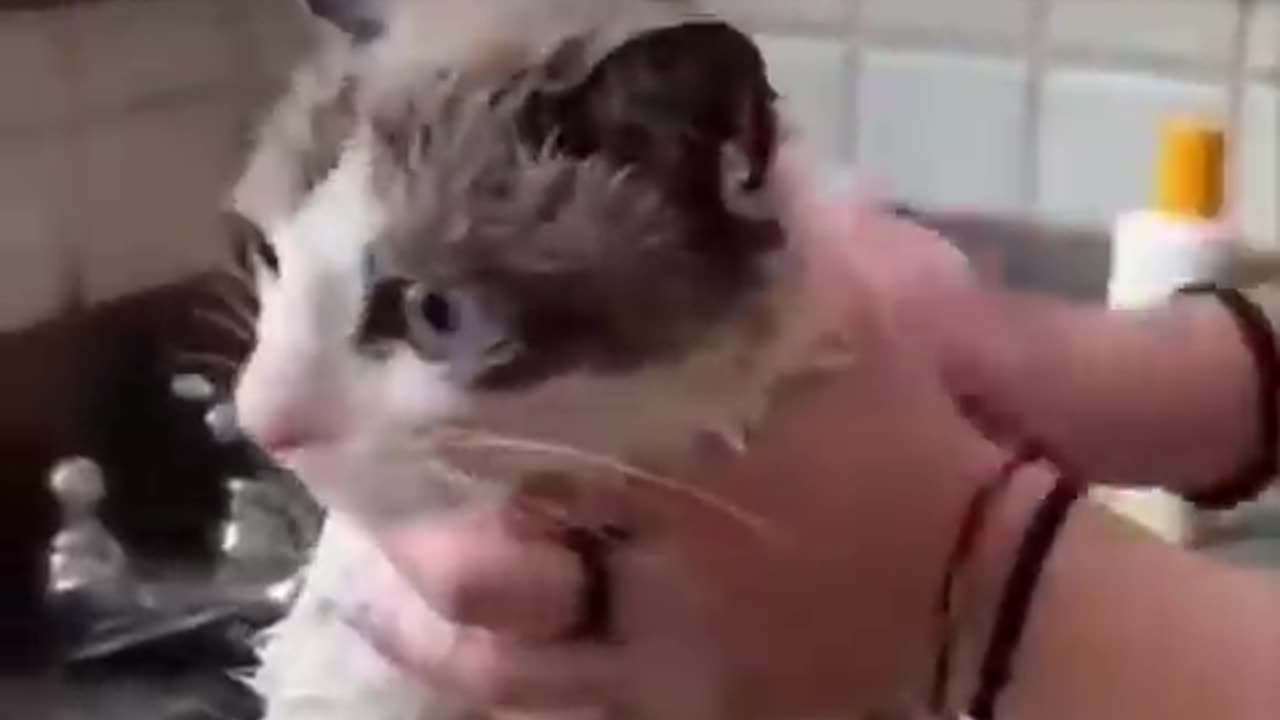 Funny cats meow meow getting bath🐈😂