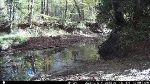 Three Deer - Mountains of Tennessee