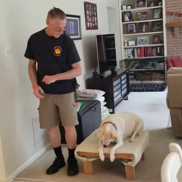 Sophie and the Stay cue and close distance