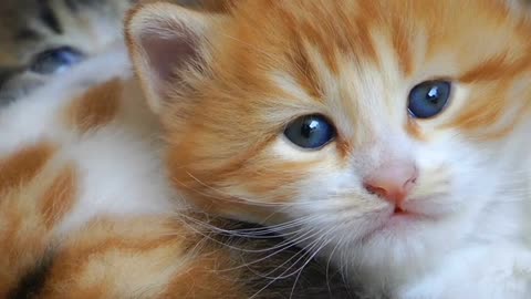 Sweet Baby Kitty- cute cat