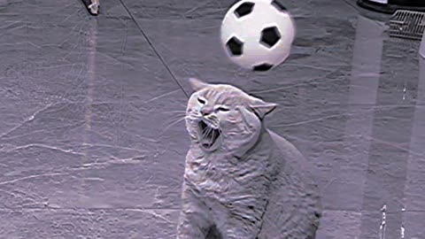 Funny Cat viral video