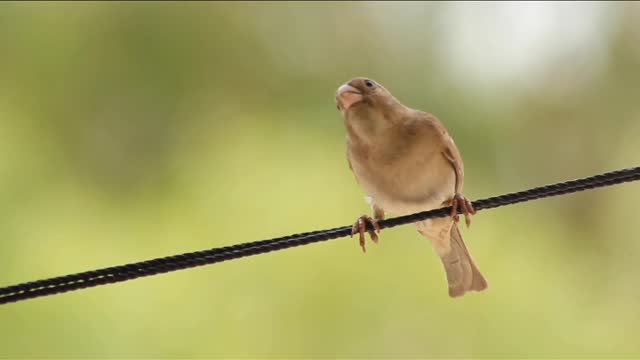 Cute Bird 😍 || you will be shocked 😱😱