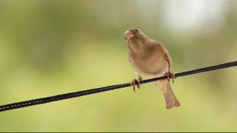 Cute Bird 😍 || you will be shocked 😱😱