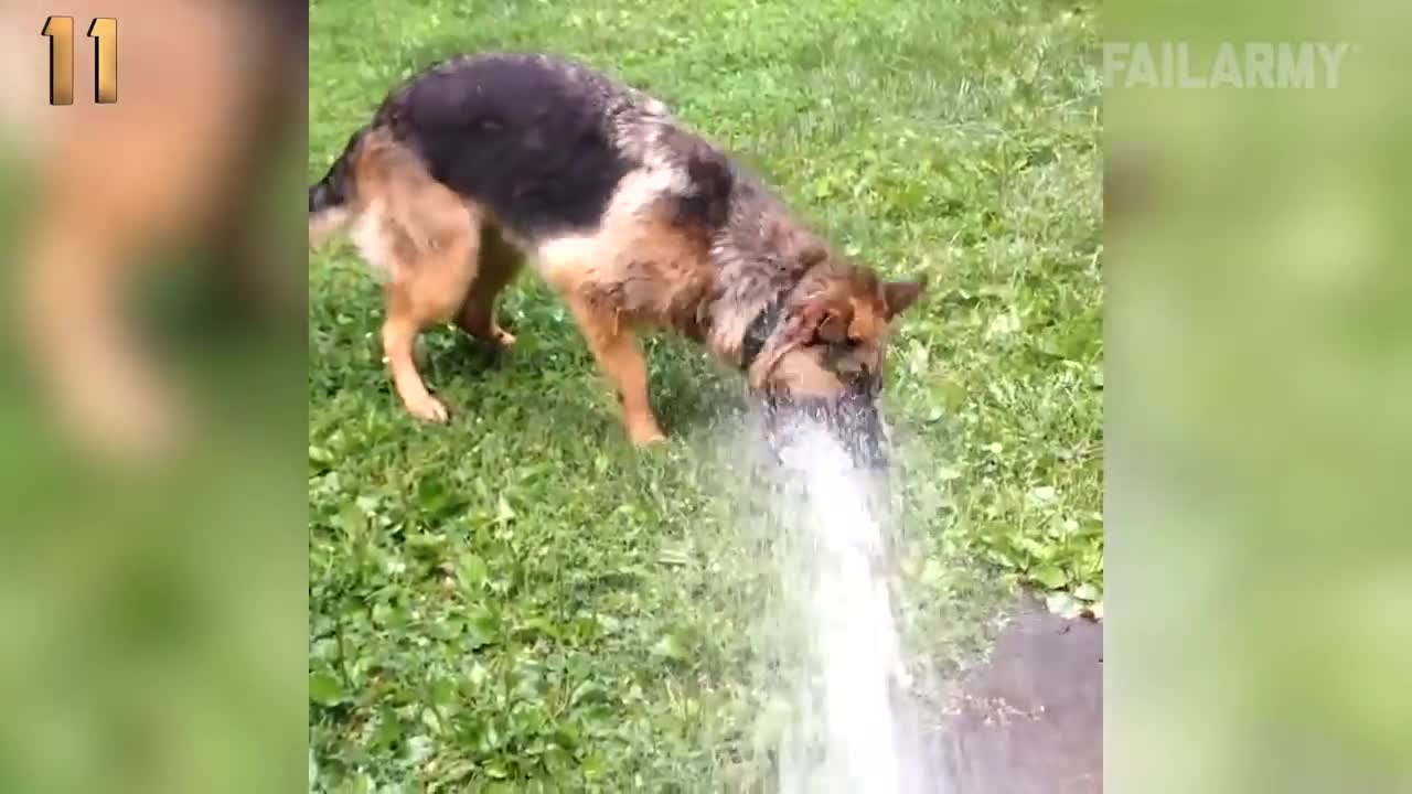 The Top 29 Dog Fails: Funny Dog Videos: FailArmy