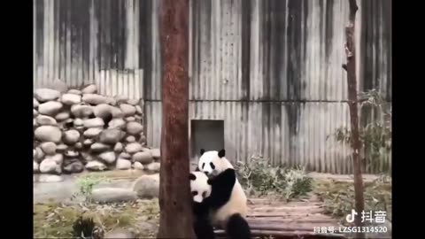 Funny panda video