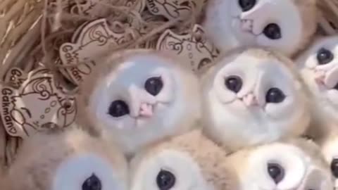 That’s A lot Of Sweethearts #shorts #shortvideo #video #virals #videovira