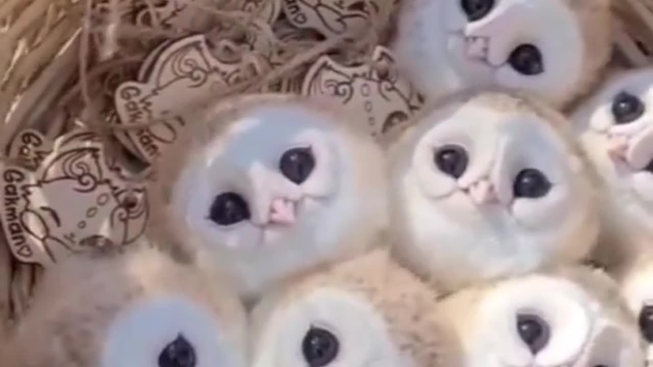 That’s A lot Of Sweethearts #shorts #shortvideo #video #virals #videovira