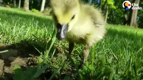 Guy Teaches His Rescued Gosling How To Fly | The Dodo Soulmates