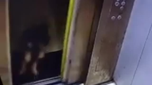 Funny dog trapped in elevator
