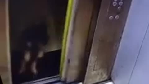 Funny dog trapped in elevator