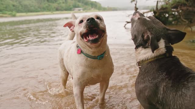 Funny dogs play in the weatr