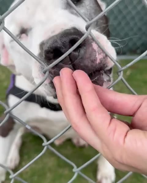 From Hunger to Happiness: Transforming a Dog's Life