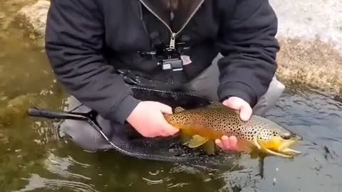 browns, browns and more browns!