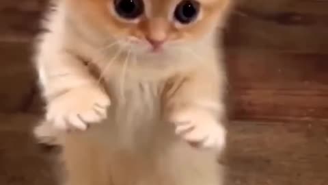 Cute kittens🐱🐱|| #cat #video