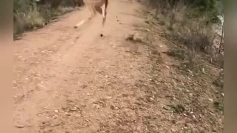 Explain the deer
