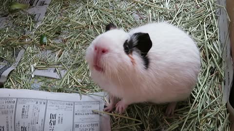 My Guinea Pigs 2020
