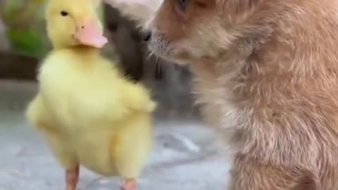 The dog and the duckling