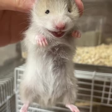 Cute And Friendly Pups, Adorable Pet 😊😊😊 #Pups #Mice #Viral #Funny