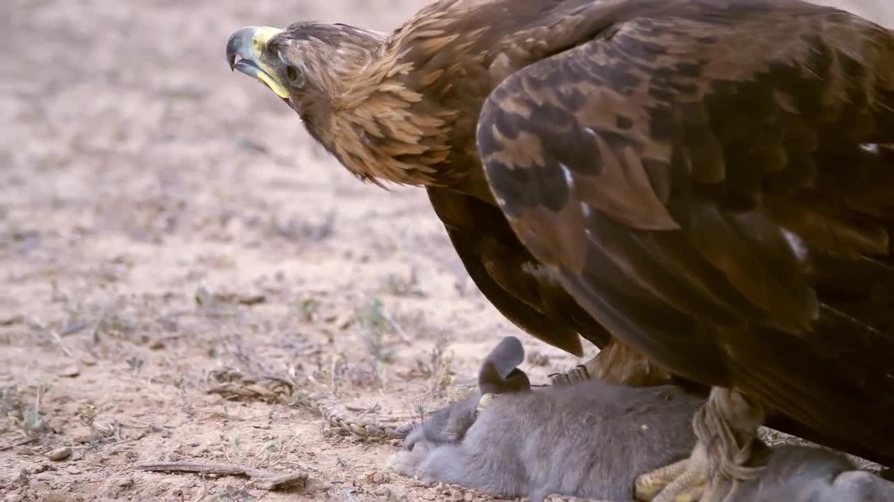 BALD EAGLE VS GOLDEN EAGLE - Which is more powerfull