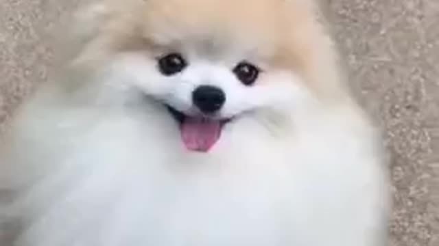 Cute puppy video