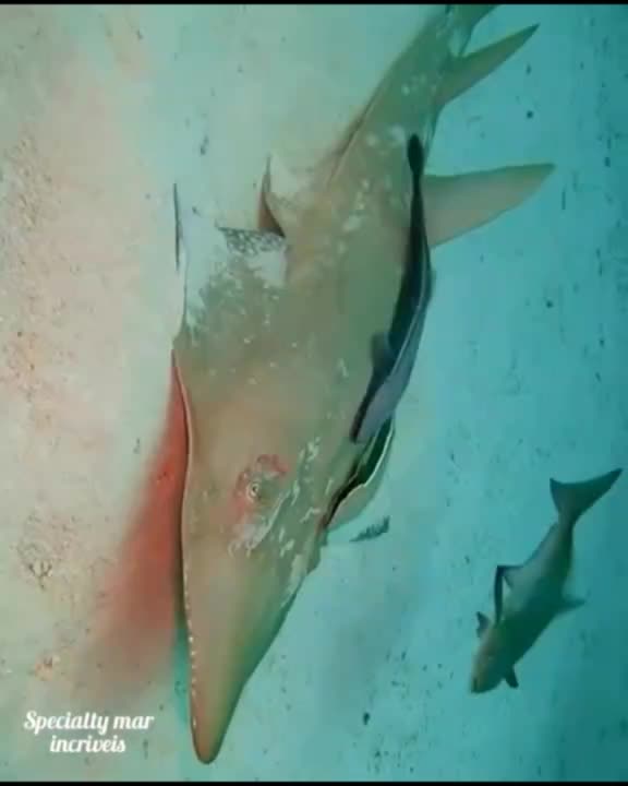 what is the name of this fish? 🤔