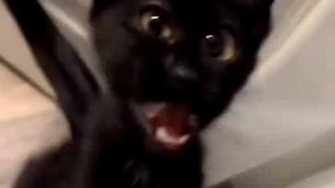 The laugh killed me