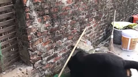 🐍 Rottweiler vs snake