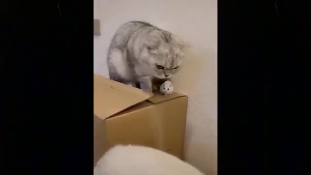 Funniest Cats 🙌 _ Awesome Cute Pet 🙏 _ Animals Life Video 👀