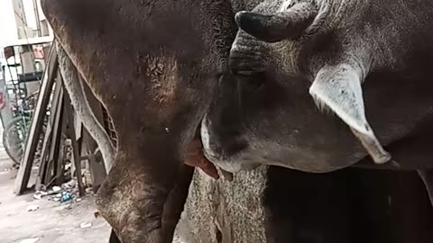 Hungry cow is forced to drink its own milk (1) | بُھوکی گاۓ خود اپنا ہی دودھ پینے کے لۓ مَجبور