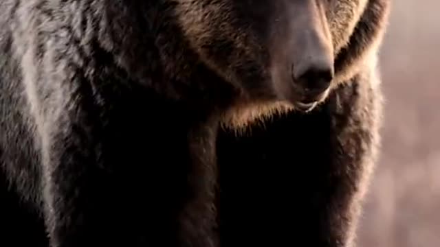 Pressure bear