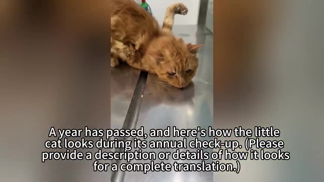 Desperate Disabled Stray Cat Holding Its Forelimbs High To Survive