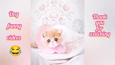 Little Cat too funny video