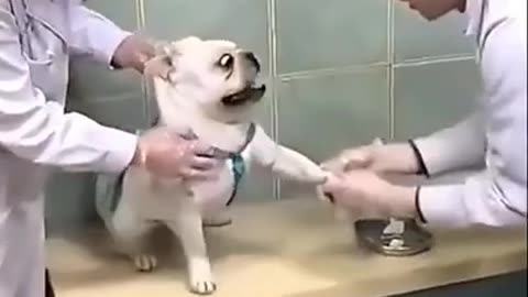 Animals injection funny video