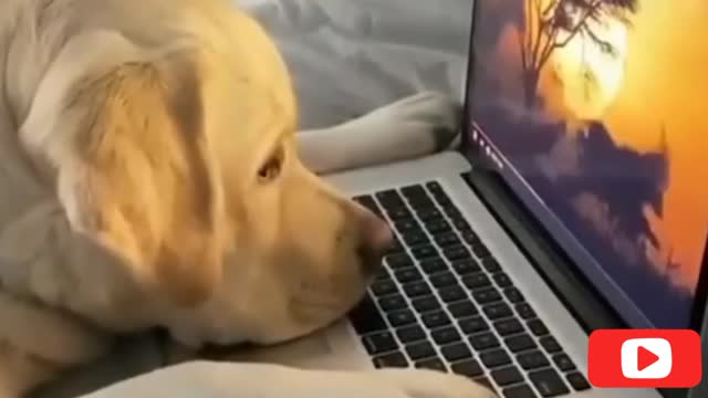 dog activities funny moments blogger different moments dog videos