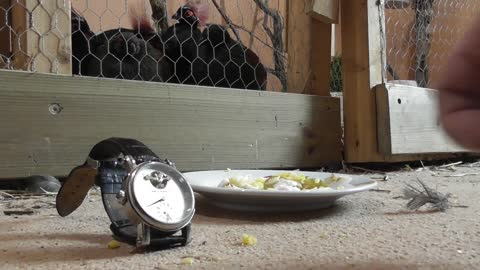 Erwin the lonely quail