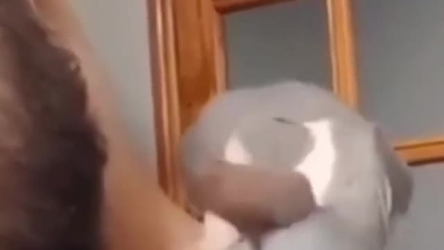 Kitten Without Hair