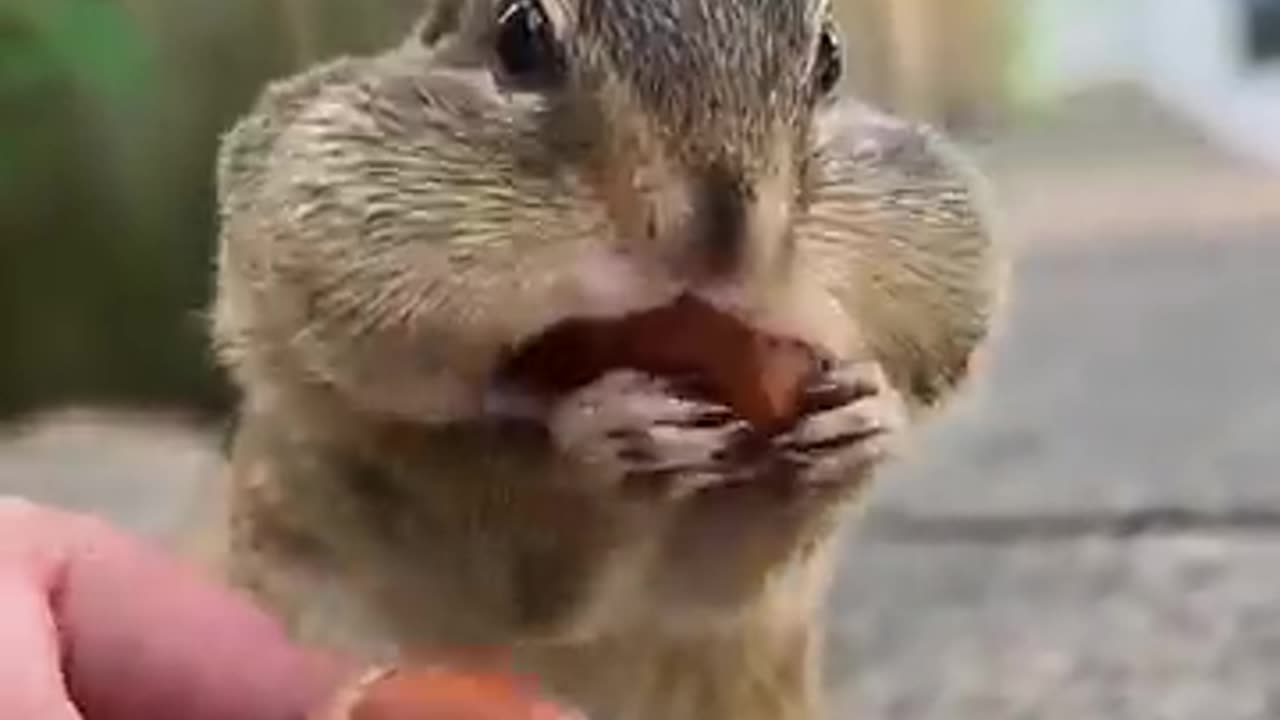 Ain't Squirrels the cutest?