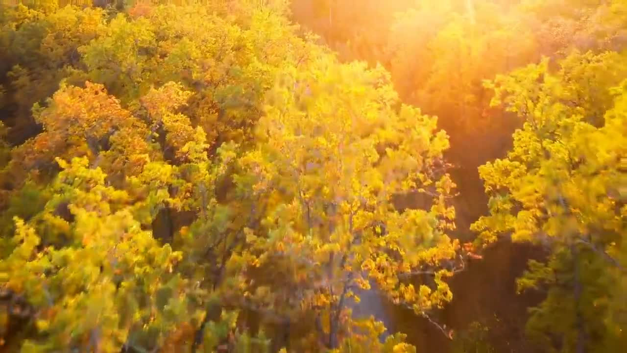 Enchanting Autumn Forests with Beautiful Piano Music