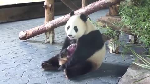 The giant panda