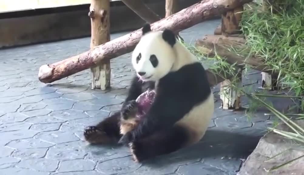 The giant panda