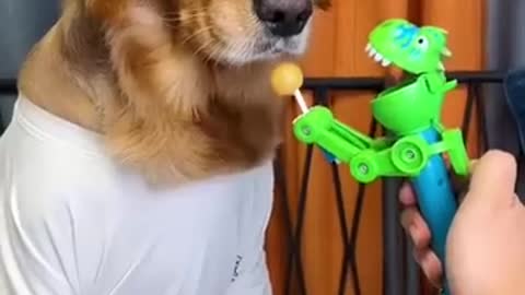 Dog funny video